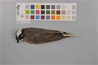 藏品(白頭翁)的圖片